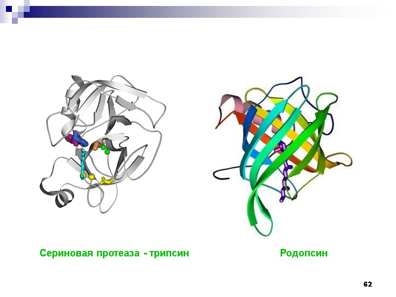 62 Сериновая протеаза - трипсин Родопсин